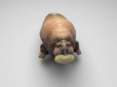 Walrus 3D model