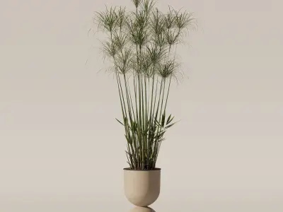 Cyperus nofretete in modern flower pot 3D model