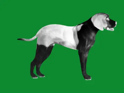 American Foxhound Dog Low-poly 3D model