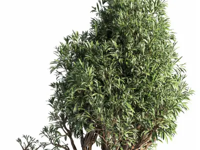  plant bonsai 03 3D model