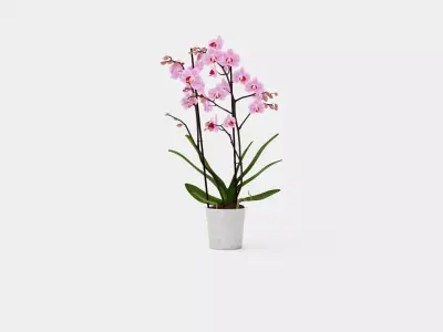 Phalaenopsis seasonal 2 branch 22 mini flowers mix Low-poly 3D model