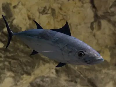 Longtail tuna Low-poly 3D model