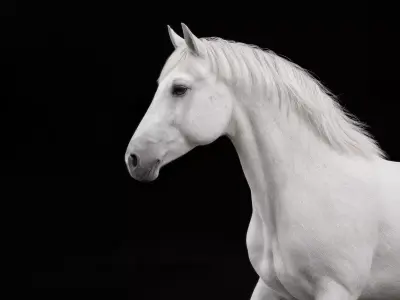 White Horse Rigged Animated 3D model