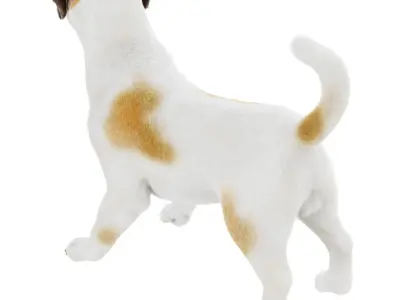 Jack Russell Terrier Dog 3D model