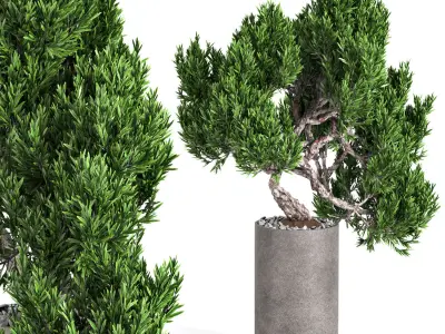 indoor plant 04 3D model