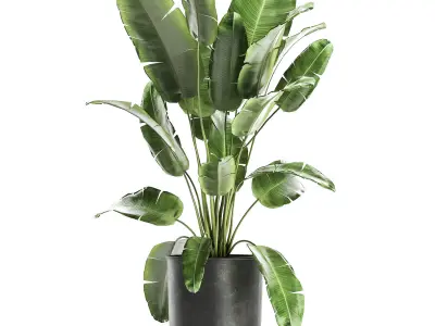 Banana bush in a pot for the interior 862 3D model