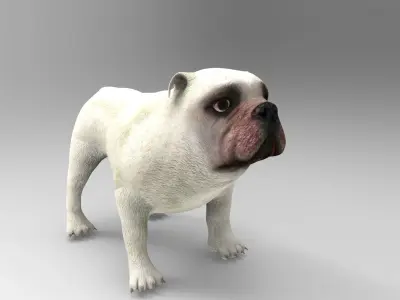 Bull Dog rigged Low-poly 3D model
