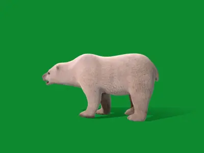 Polar Bear Low-poly 3D model