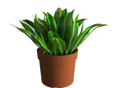 Potted Plant Aspidistra Elatior 3D model