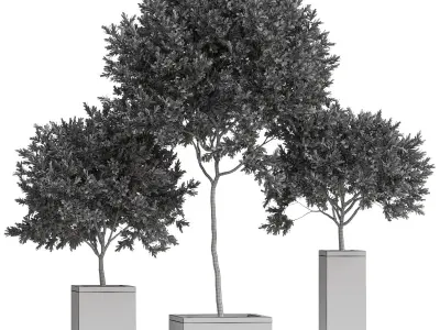 Plants collection 769 3D model