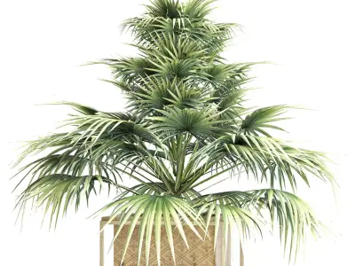 Plants Collection 167 Arabian Sabal Minor 3D model