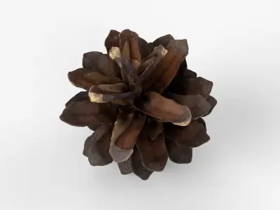 Photorealistic 3D scan of pine conifer cone Low-poly 3D model