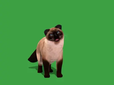 Ragdoll Cat Breed Low-poly 3D model