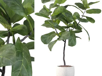 Ficus Lyrata collection for interiors