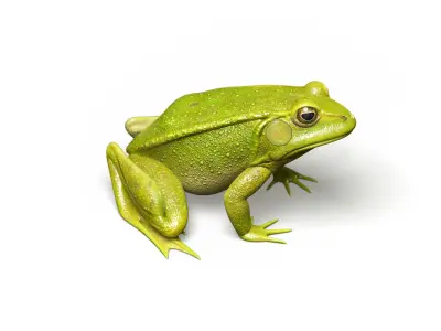 Lake Frog Low-poly 3D model