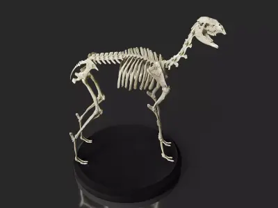 Realistic Llama Skeleton 3D model