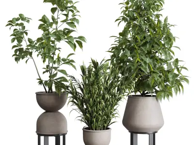 indoor plant set 344 ficus palm concrete dirty vase Low-poly 3D model