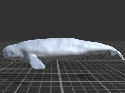 Beluga whale Low-poly 3D model