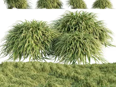 Hakonechloa macra - Japanese forest grass 3D model