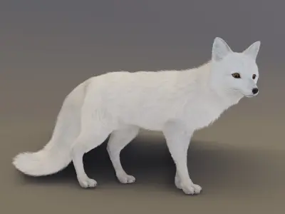 Arctic Fox  3D model