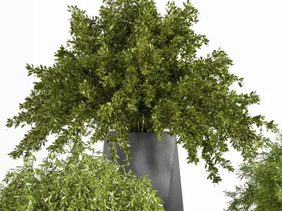 Indoor Plant set 08 3D model