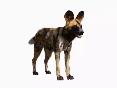 African wild dog 3D model