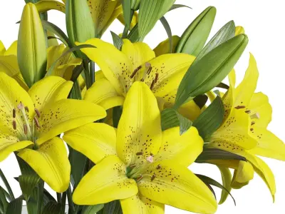 Flower Set 11 - Yellow Lilies Bouquet 3D model