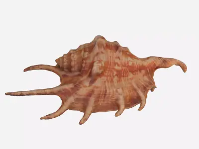 Sea shell Spider Conch 3d model Low-poly 3D model