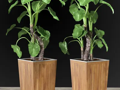 Alocasia DESERT 3D model