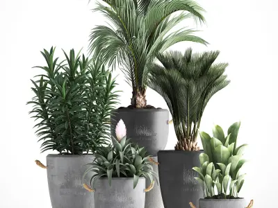 Collection Exotic plants 379 3D model
