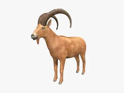 Ibex goat Low-poly 3D model