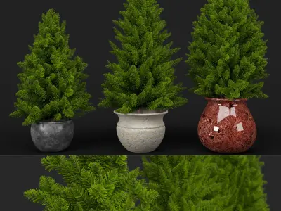 Pine trees in pots 3D model