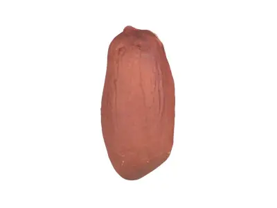 Photorealistic Peanut Kernel 3D Scan 3D model