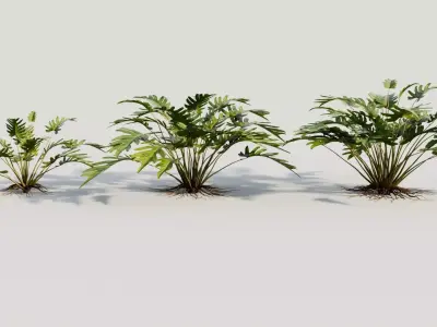 Philodendron xanadu 3D model