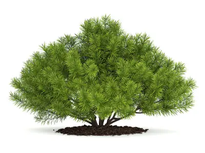 Pine Shrub Pinus 3D model