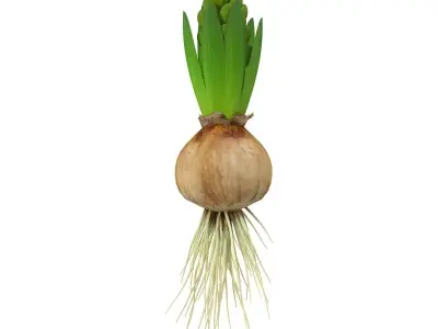 Hyacinth small 3D model