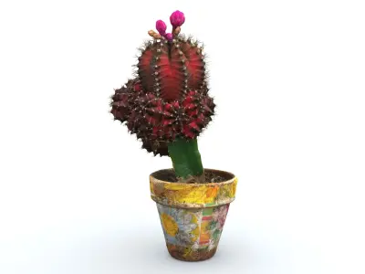 Little red cactus in a pod 3D model