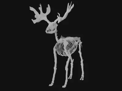 Reindeer skeleton 3D model