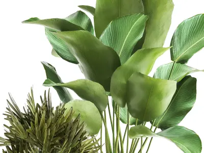 Banana palm in a rust pot for the interior 1038 3D model