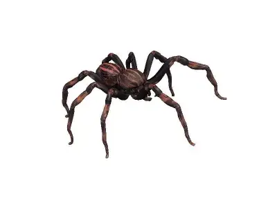 Spider Low-poly 3D model 9