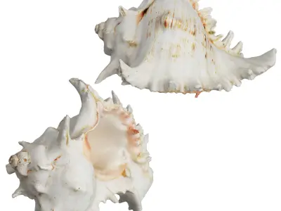 Sea Shell 3D model