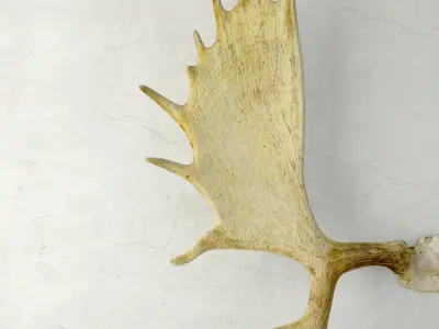 Moose Antler Rack Mount 3D model