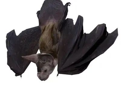 Vampire Bat Animated Low-poly 3D model