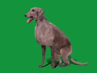Scottish Deerhound Dog Low-poly 3D model