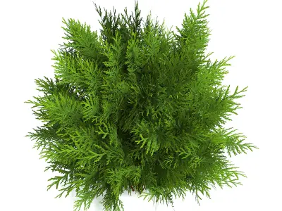 Thuja Shrub I 3D model
