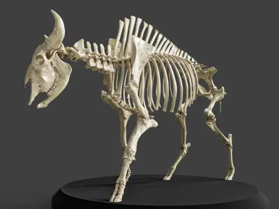 Realistic Bison Skeleton 3D model