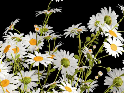 Bouquet of white wildflowers chamomile daisies 412 3D model