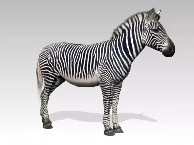 Zebra Animated Low-poly 3D model