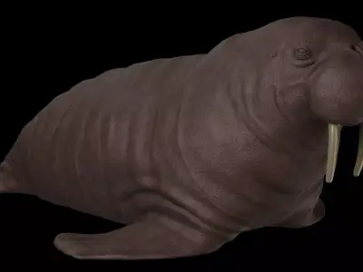 Walrus Low-poly 3D model