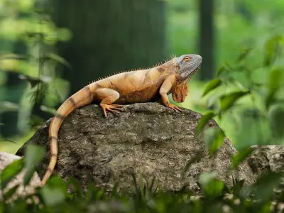 Realistic Iguana Game ready 3D model on rock in forest Low-poly 3D model